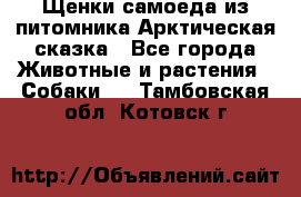 Щенки самоеда из питомника Арктическая сказка - Все города Животные и растения » Собаки   . Тамбовская обл.,Котовск г.